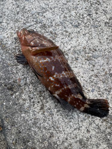 アコウの釣果