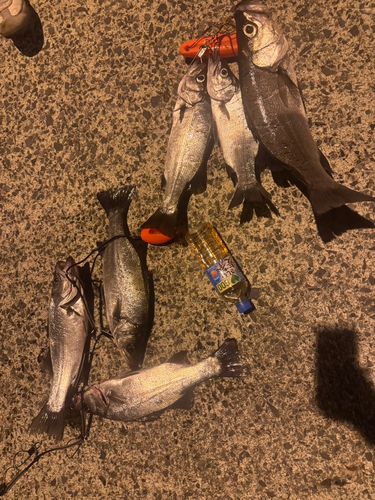 ヒラスズキの釣果
