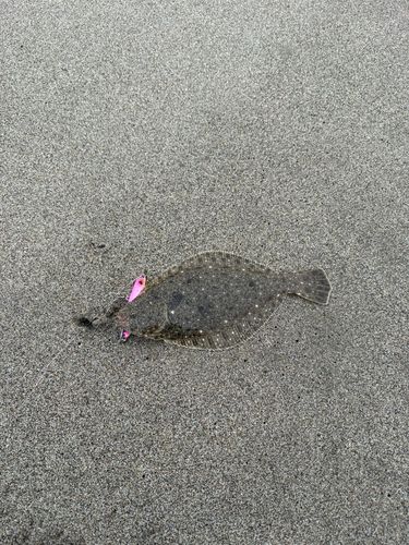 ソゲの釣果