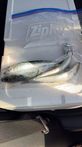 マイワシの釣果
