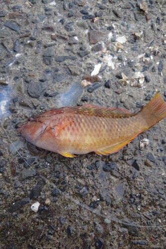 ベラの釣果