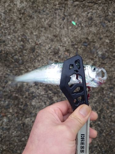 マイワシの釣果