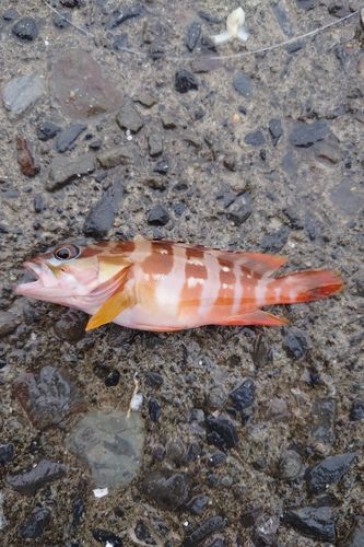 アカハタの釣果