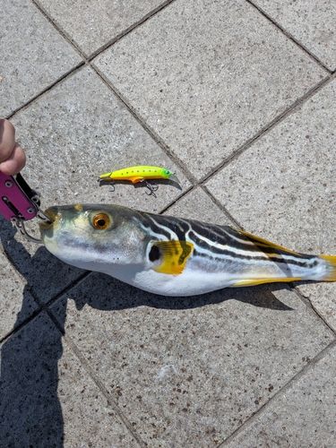シマフグの釣果