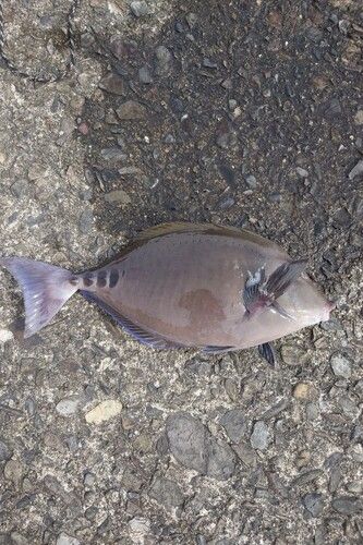 サンノジの釣果
