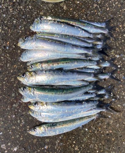 イワシの釣果