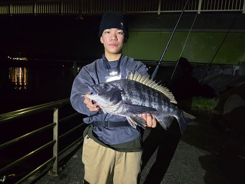 チヌの釣果