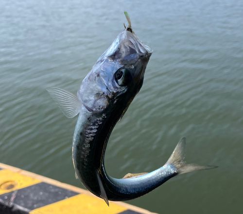 イワシの釣果
