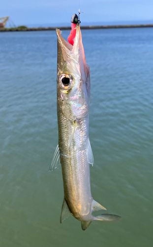 カマスの釣果
