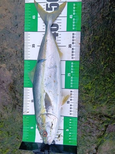 イナダの釣果