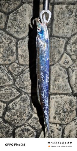 タチウオの釣果