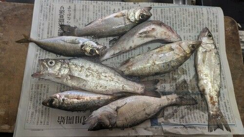 セイゴ（ヒラスズキ）の釣果