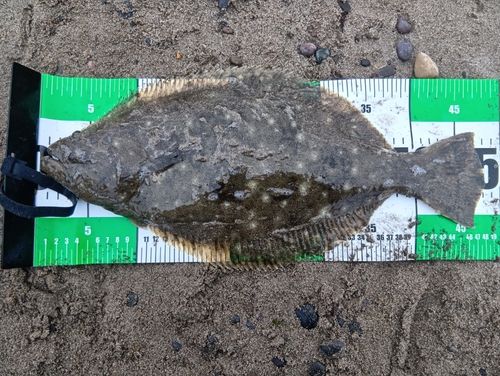 ヒラメの釣果