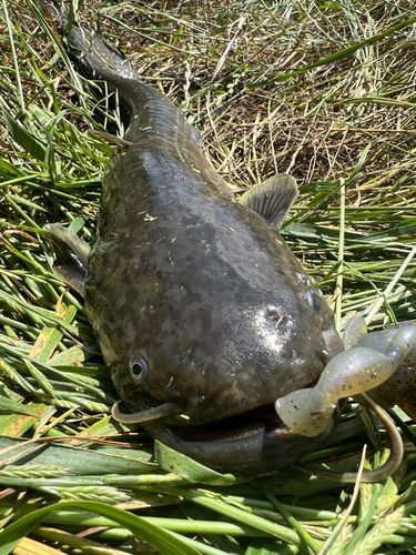 ナマズの釣果