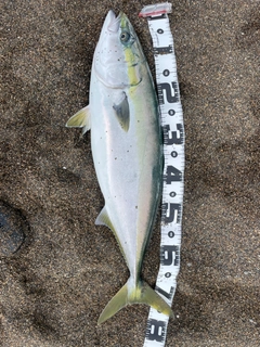 ワラサの釣果