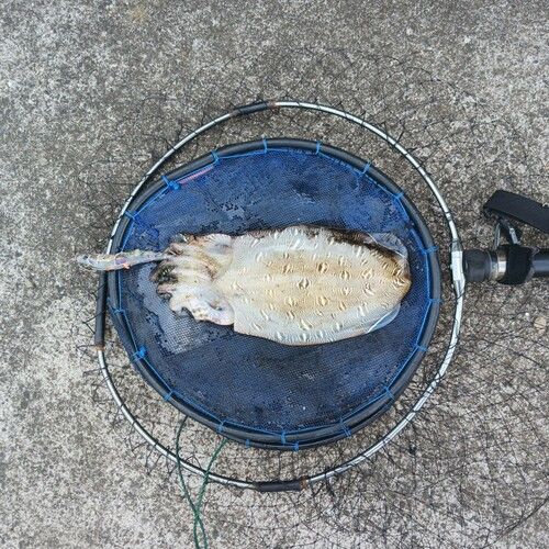 モンゴウイカの釣果