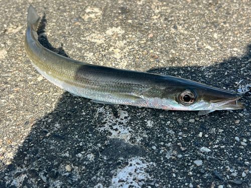 カマスの釣果