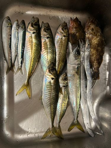 タチウオの釣果