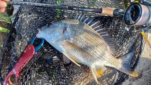 キビレの釣果