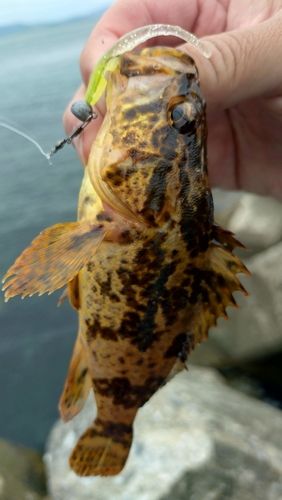 タケノコメバルの釣果