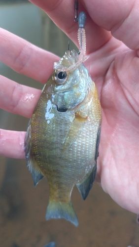 ブルーギルの釣果