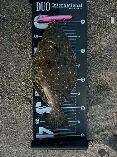 ソゲの釣果
