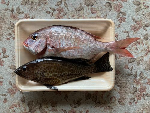 タイの釣果