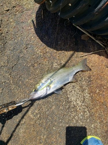 スズキの釣果