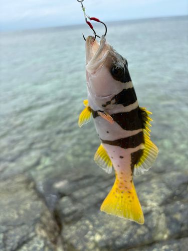 コクハンアラの釣果