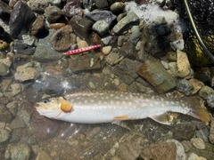 アメマスの釣果