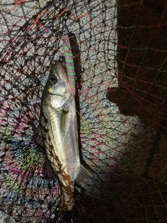セイゴ（マルスズキ）の釣果