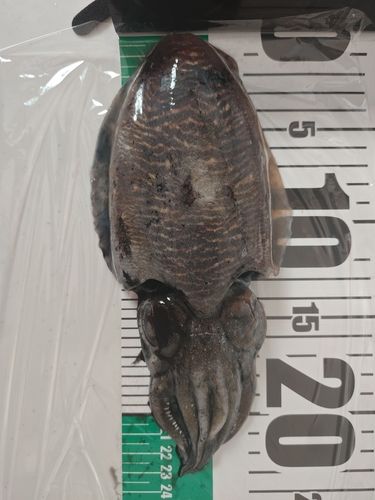 コウイカの釣果