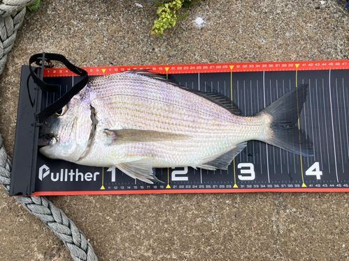 ヘダイの釣果