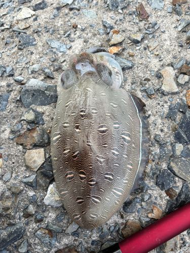 モンゴウイカの釣果
