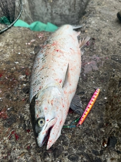 サクラマスの釣果