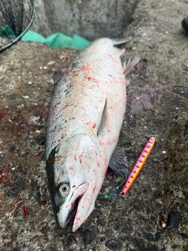 サクラマスの釣果