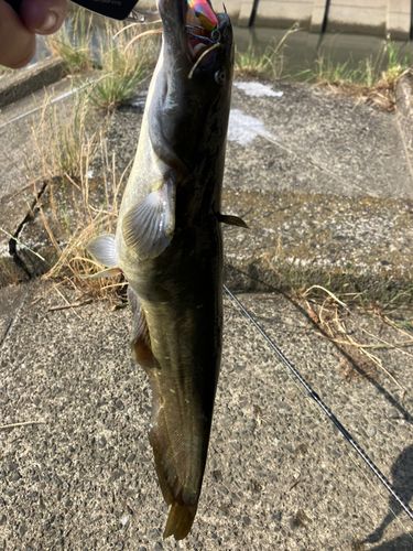 ナマズの釣果