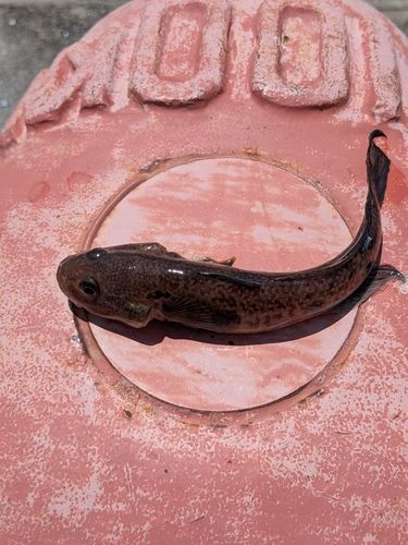 ハゼの釣果
