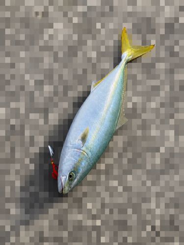 ヤズの釣果