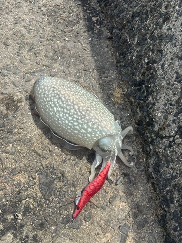 シリヤケイカの釣果