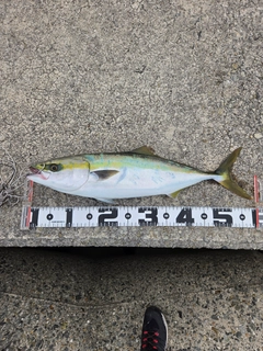 ハマチの釣果