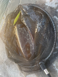モンゴウイカの釣果