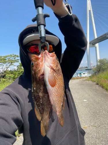 キジハタの釣果