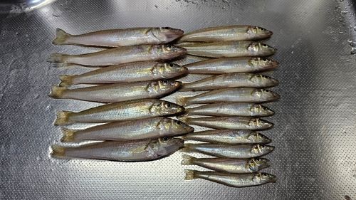 シロギスの釣果