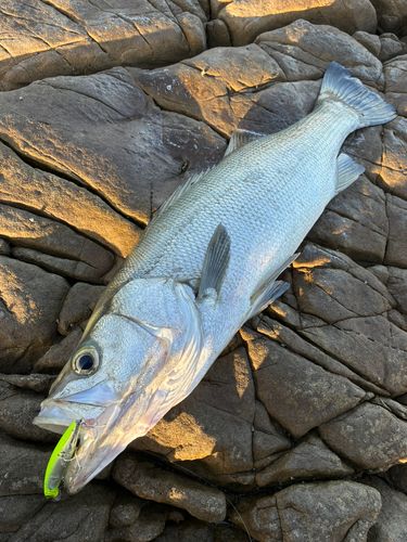 ヒラスズキの釣果