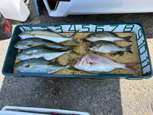 イサキの釣果