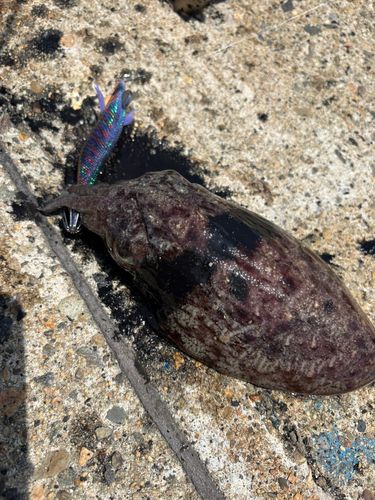 モンゴウイカの釣果