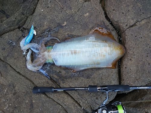 アオリイカの釣果
