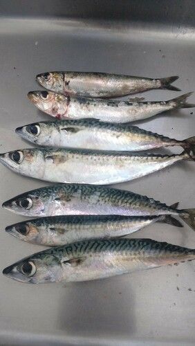 サバの釣果