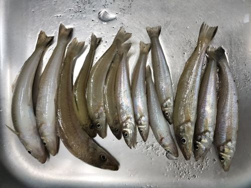 キスの釣果